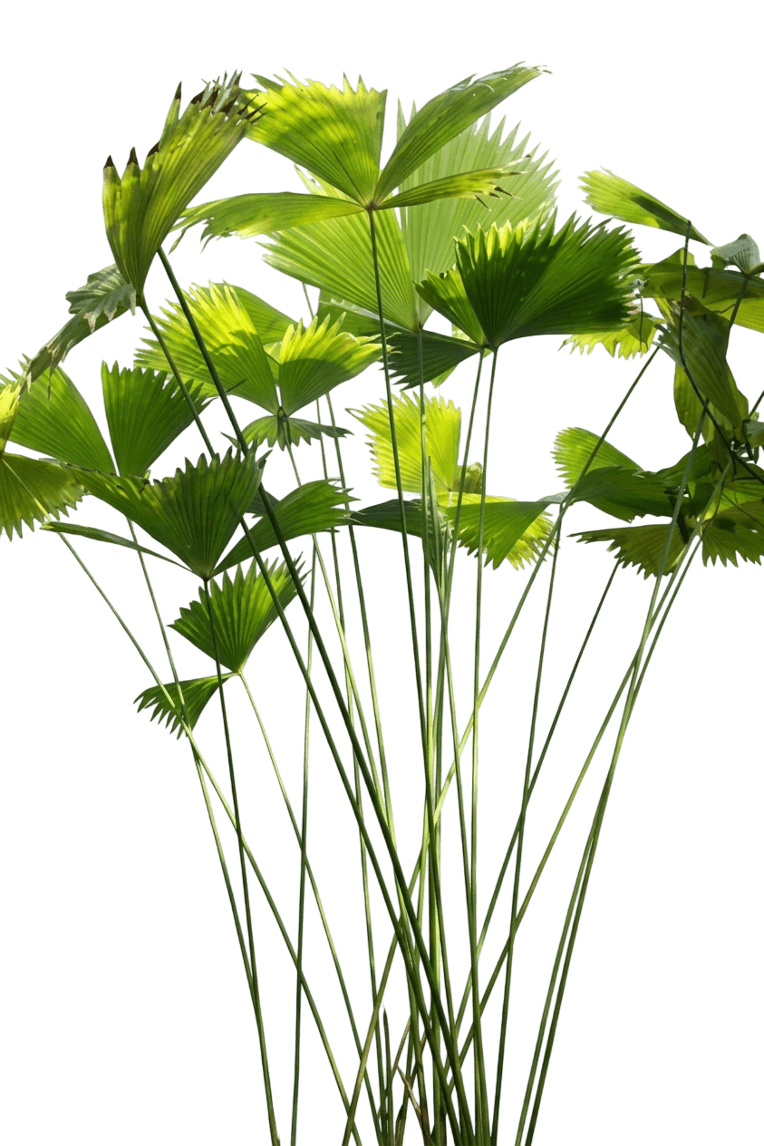 Panama Hat Palm (Carludovica Palmata) - Perennials