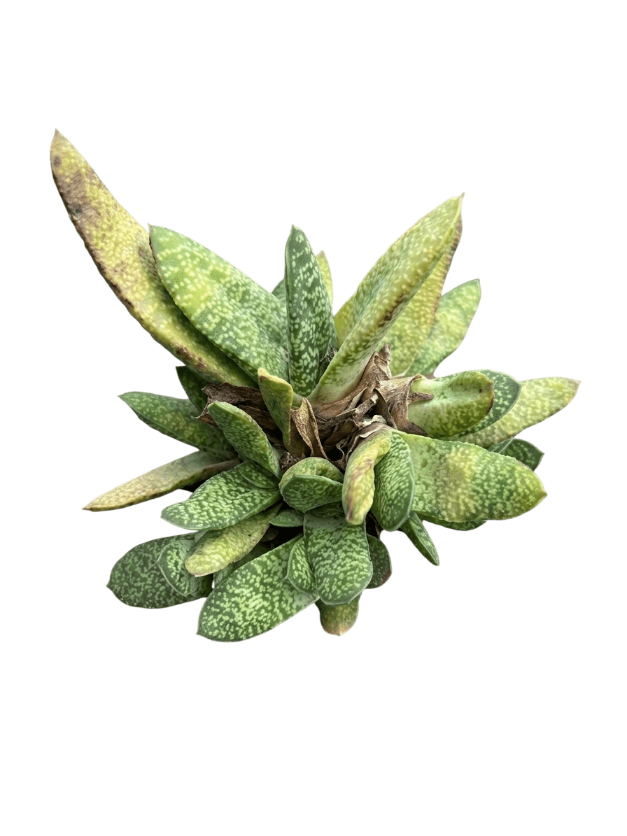 Little Warty Ox Tongue (Gasteria 'Little Warty') - Succulents