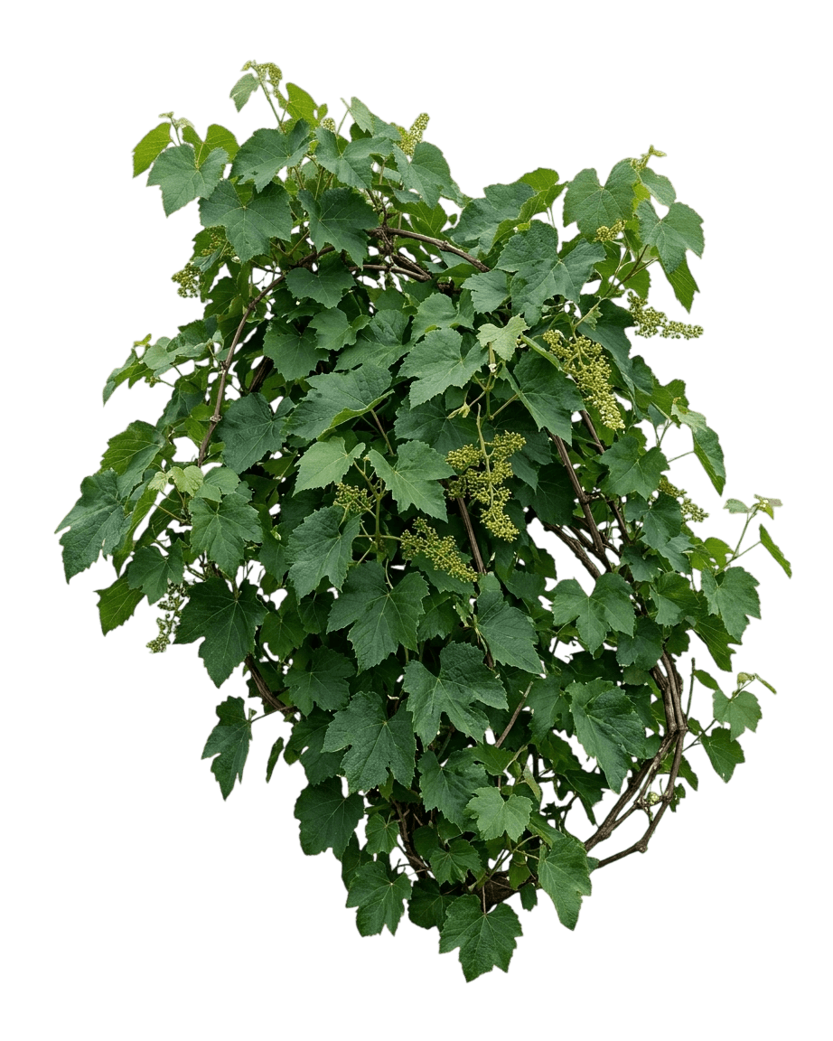 Grape, Marquette (Seeded) (Vitis 'Marquette') - Ground Layers