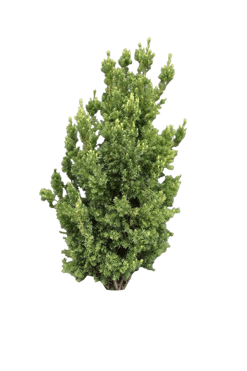 Wardii Yew Shrub (Taxus × Media Var. X Media 'Wardii') - Shrubs