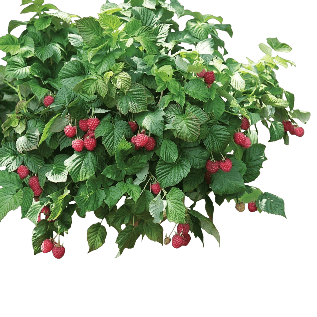 Joan J Raspberry (Rubus 'Joan J') - Ground Layers