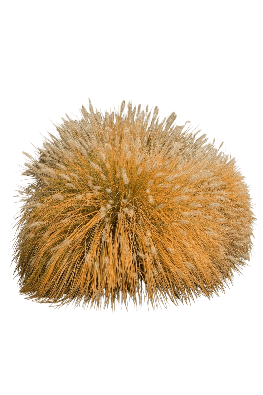 Etouffee™ Fountain Grass (Pennisetum Alopecuroides Var. Alopecuroides 'Etouffee') - Grasses