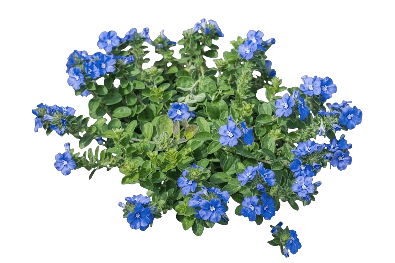 Blue Eyes (Evolvulus Pilosus Blue 'Blue Eyes') - Ground Layers