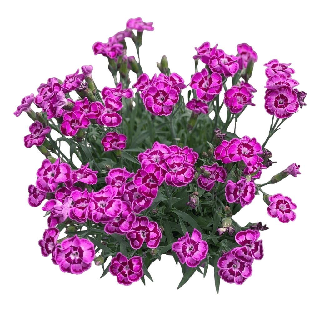 EverBloom™ Strawberry Tart Dianthus (Dianthus X Var. X 'G18144') - Perennials