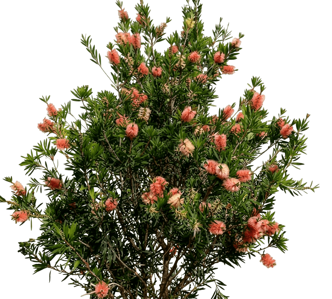 pink champagne (Callistemon Bottlebrush 'Pink Champagne') - Ground-layer plants
