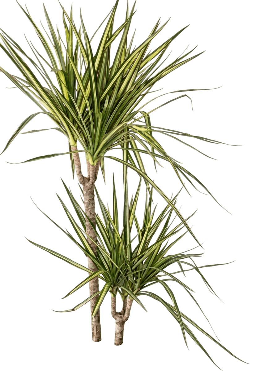 Sunray Madagascar Dragon Tree (Dracaena Reflexa Var. Angustifolia 'Sunray') - Indoor Plants