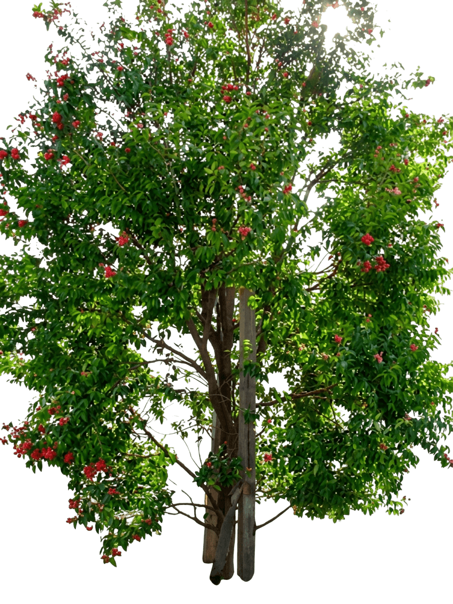 Riberry (Syzygium Luehmannii) - Fruit Trees