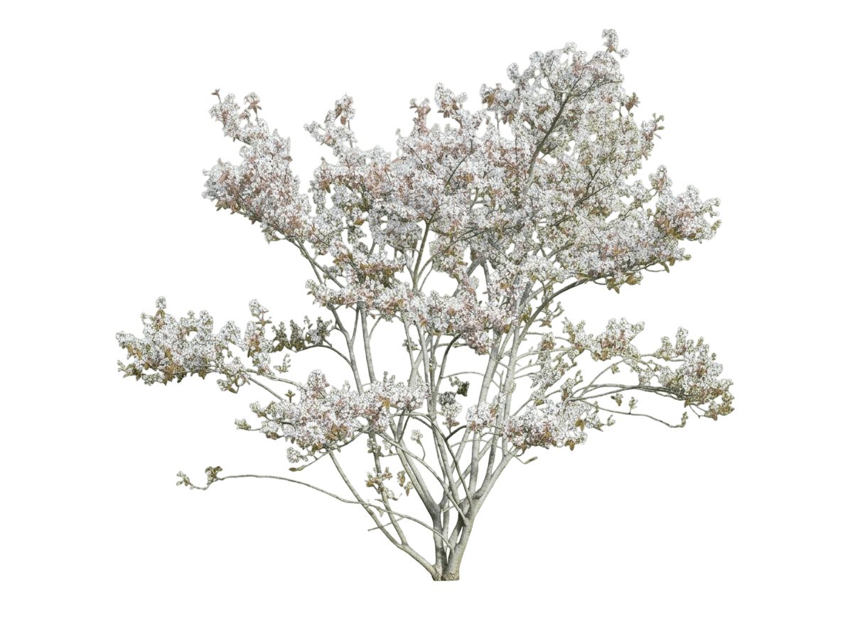 Snowy Mespilus Serviceberry (Amelanchier X Lamarckii Var. Lamarckii) - Flowering Trees