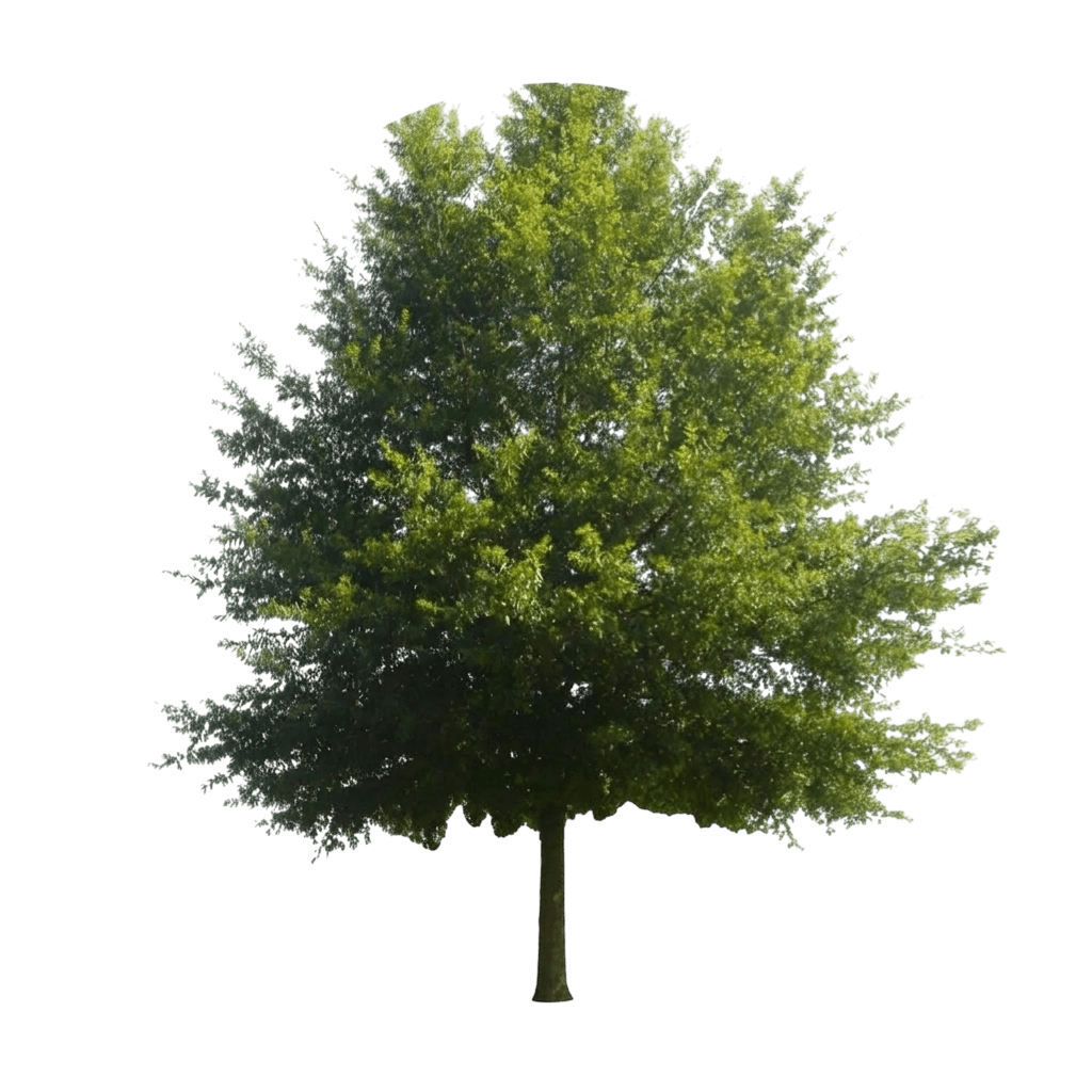 Joan Lionetti Texas Live Oak (Quercus Fusiformis 'Joan Lionetti') - Evergreen Trees