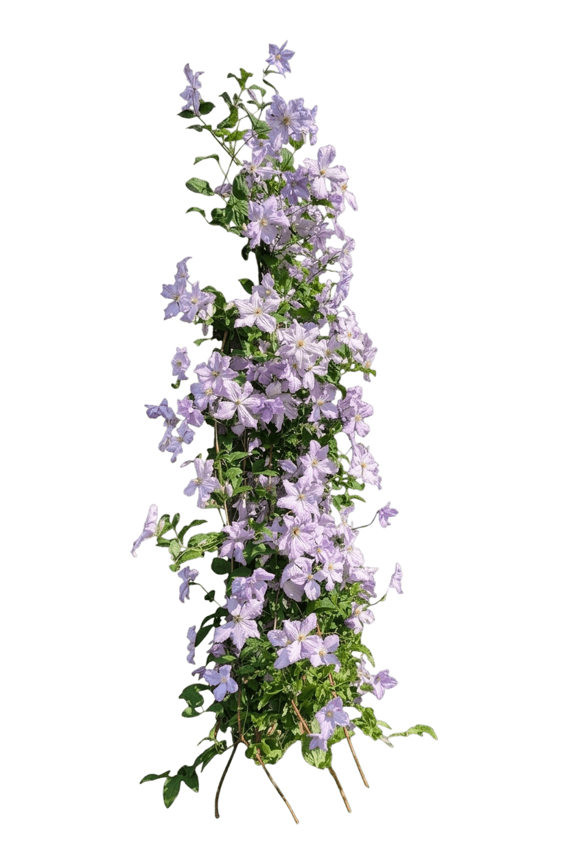 Paulie clematis (Clematis 'Evipo058') - Perennials