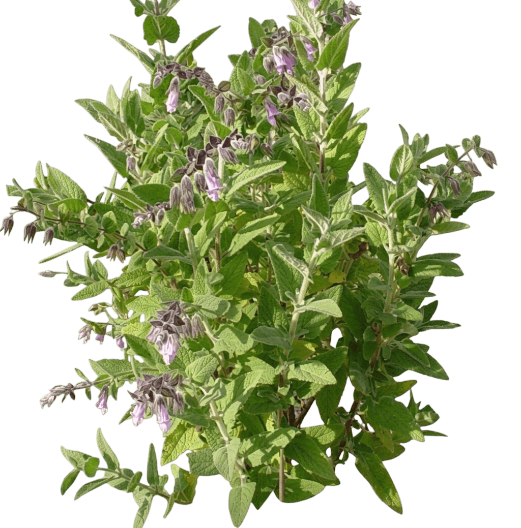 fragrant pitcher sage (Lepechinia Fragrans) - Shrubs