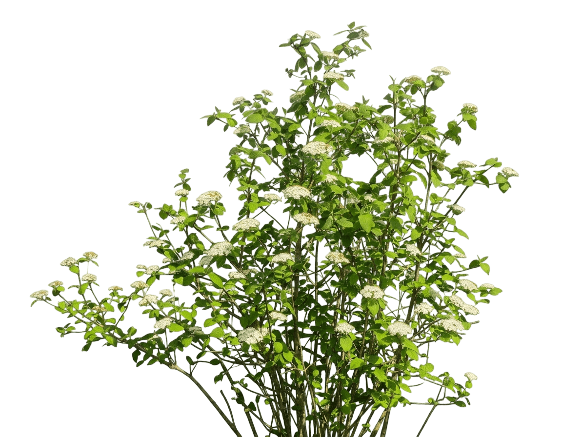 Viburnum, Wayfaring Tree (Viburnum Lantana) - Flowering Trees