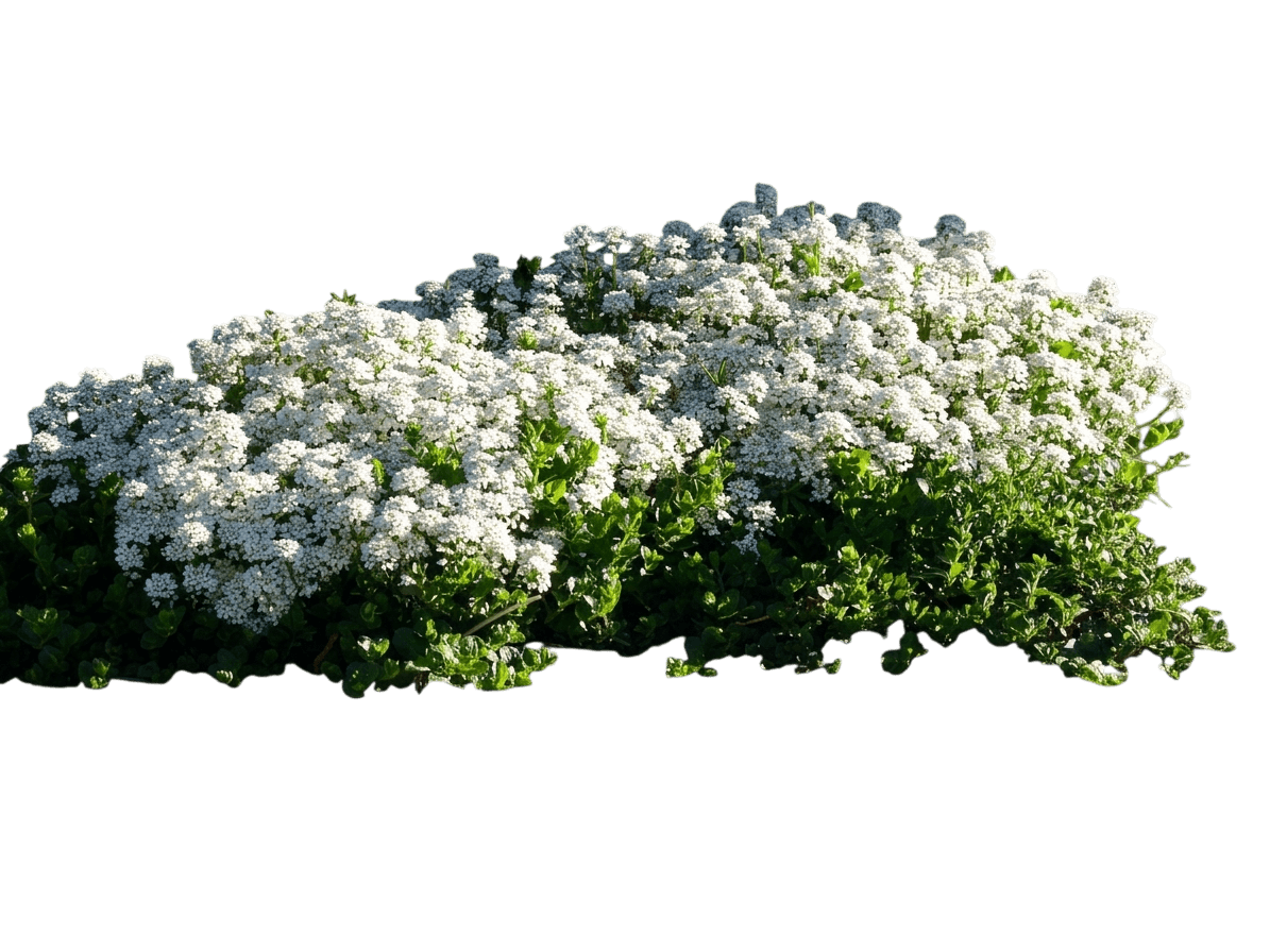 Purity Candytuft (Iberis Sempervirens 'Purity') - Perennials