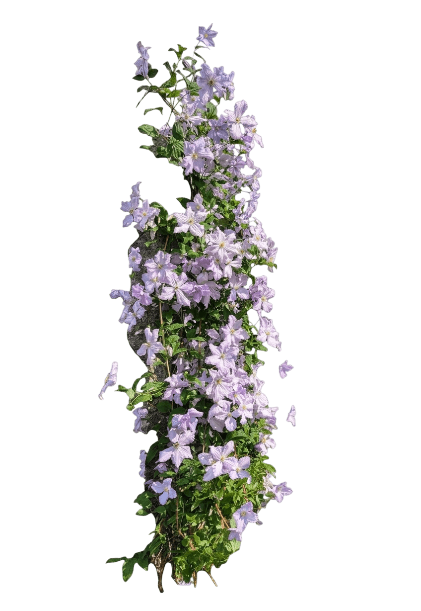 Ithemba™ Clematis (Clematis Var. Hybrid 'Ithemba') - Perennials