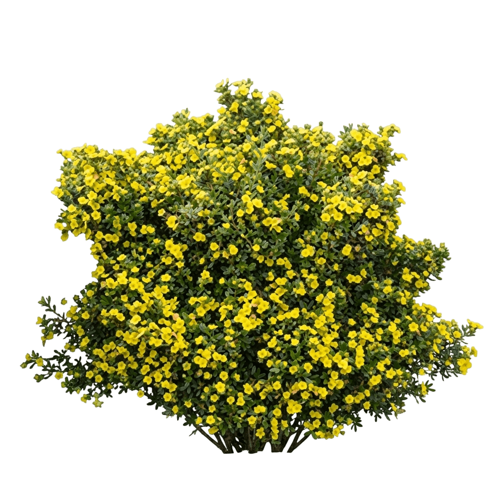 Happy Face Hearts Shrubby Cinquefoil (Dasiphora Fruticosa 'Smnpps') - Ground Layers