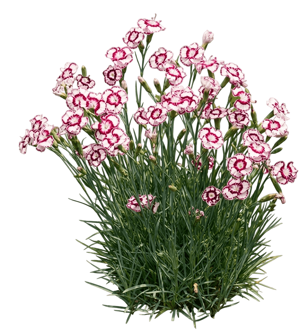 Raspberry Swirl Pinks (Dianthus Raspberry Swirl 'Devon Siskin') - Perennials