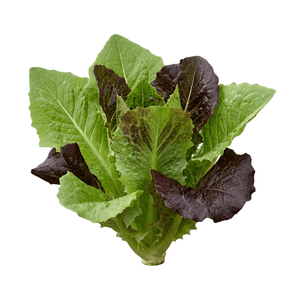 Deer Tongue Lettuce (Lactuca Sativa 'Deer Tongue') - Perennials