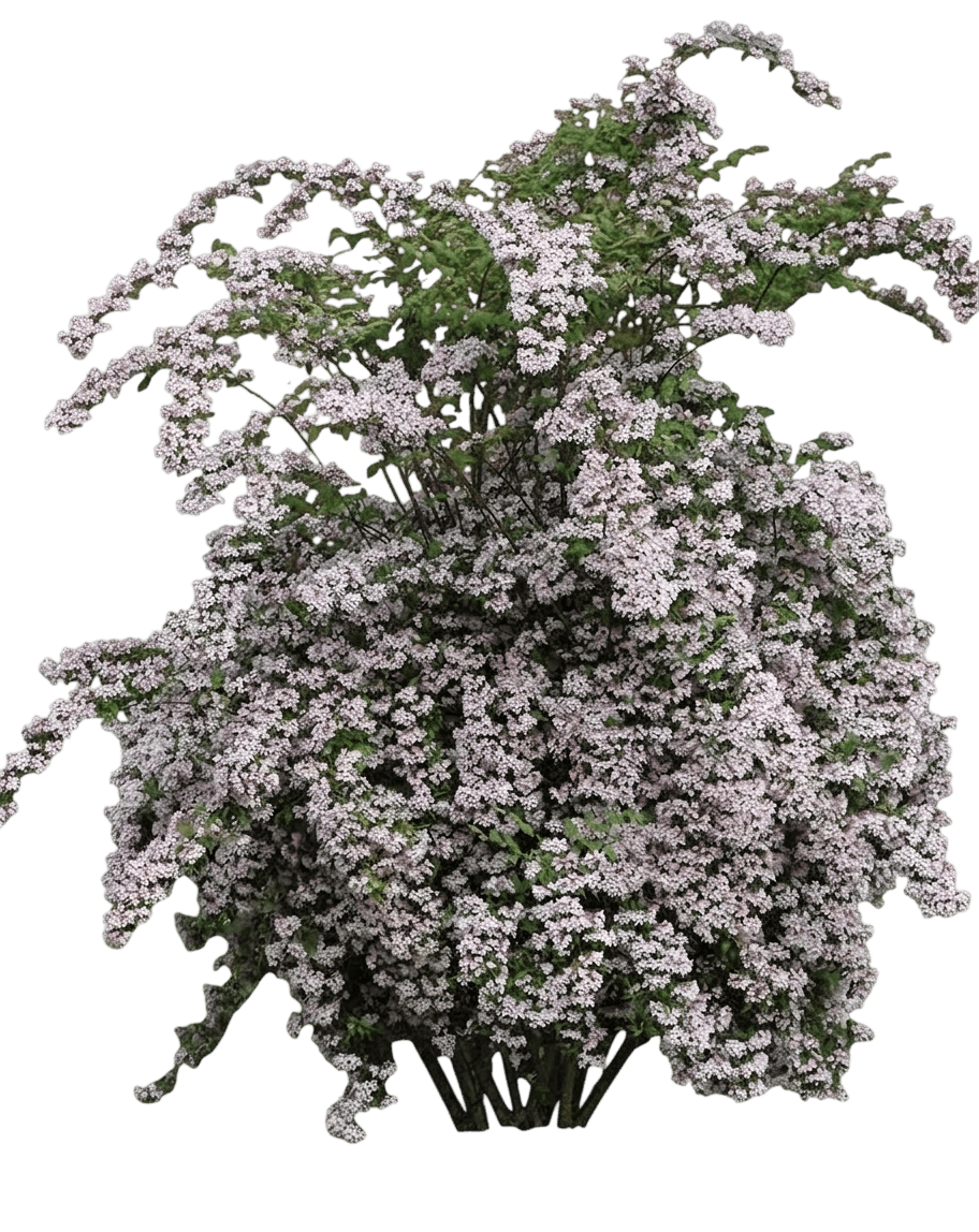 Jolene Jolene® Beautybush (Kolkwitzia Amabilis Var. Amabilis 'Smnkadtf') - Shrubs