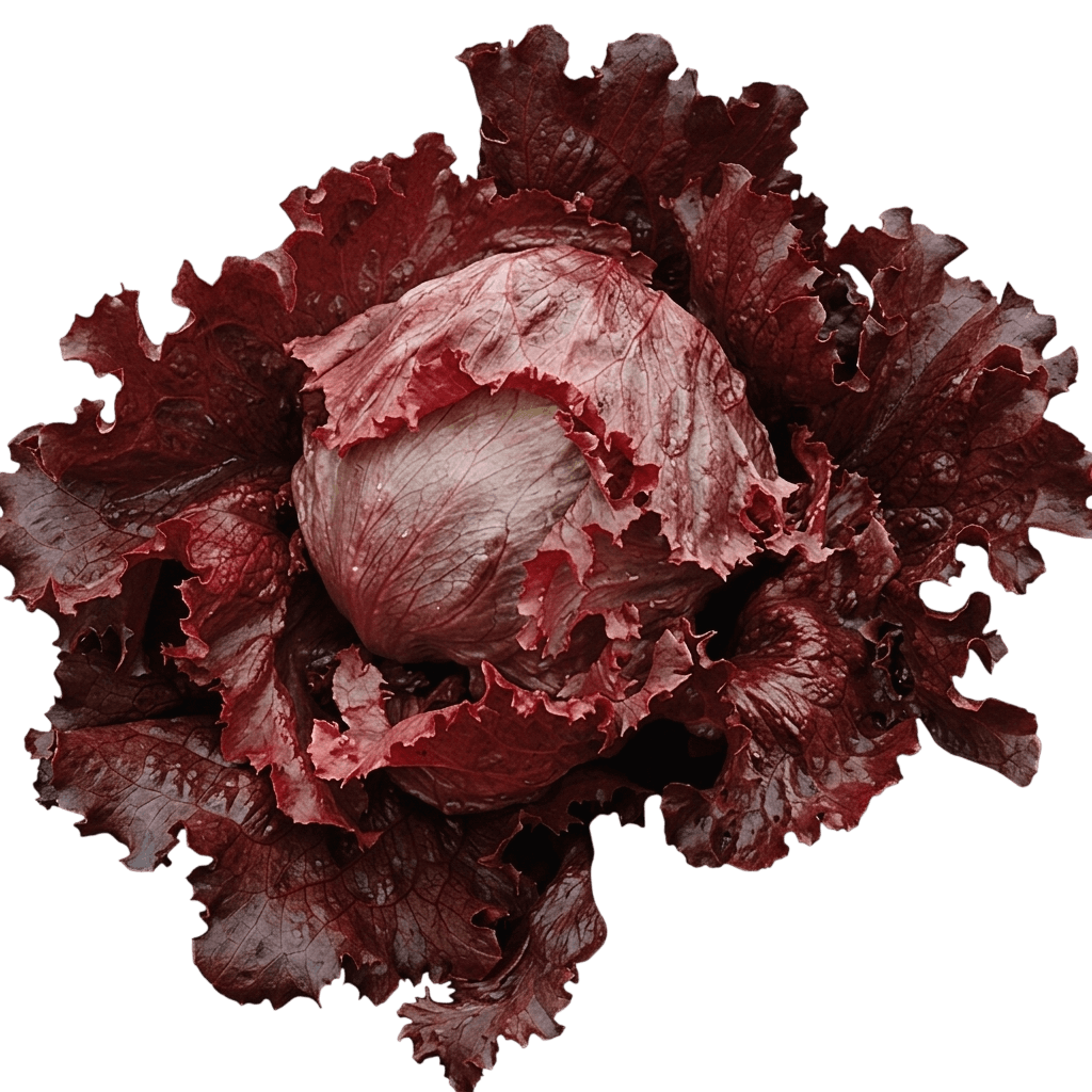 Lollo Rossa red leaf lettuce (Lactuca Sativa 'Lollo Rossa') - Perennials