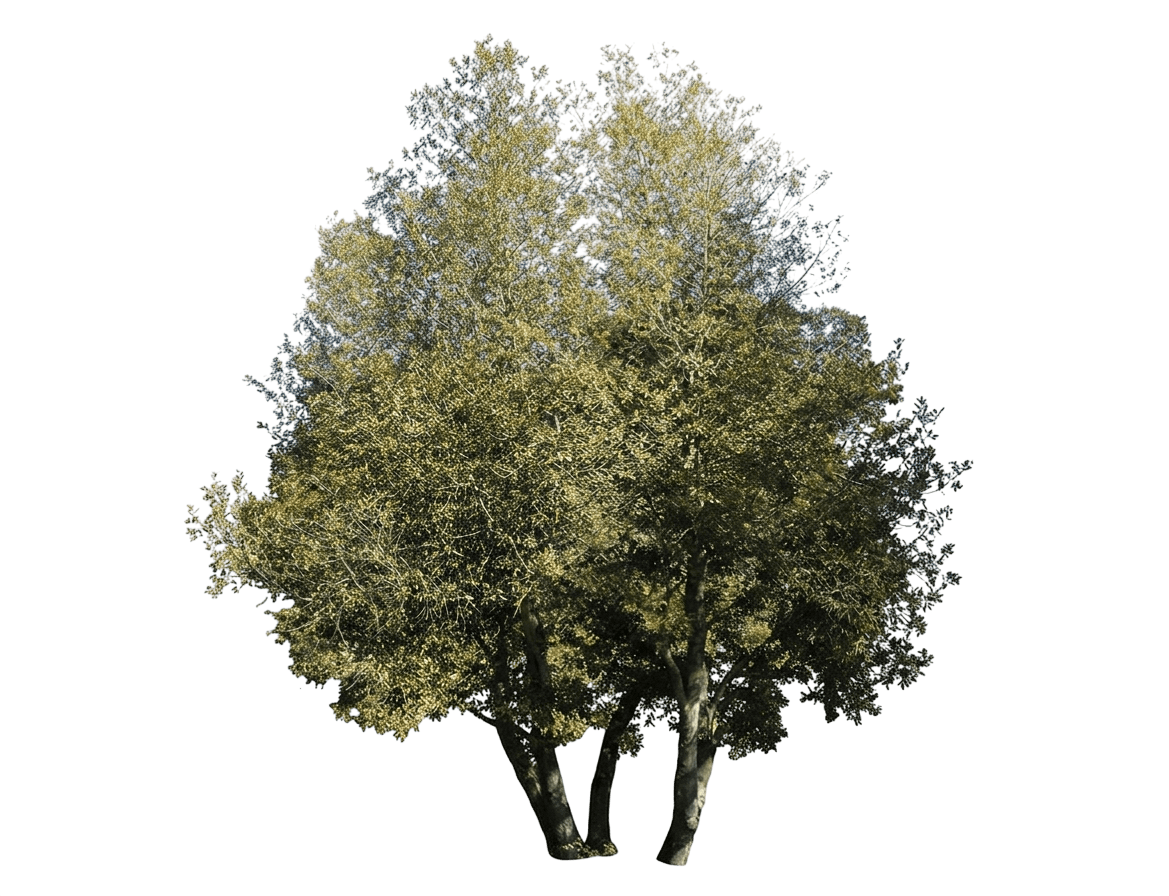 tanbark oak (Notholithocarpus Densiflorus) - Evergreen trees
