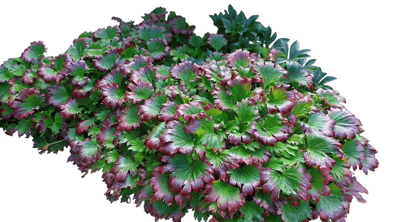 Red Leaf Mukdenia (Crimson Fans) (Mukdenia Rossii 'Karasuba') - Perennials