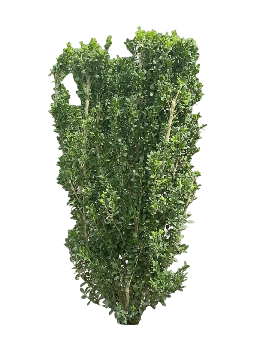 Chubby Hubby Japanese Holly (Ilex Crenata 'Mad-Ic-I') - Ground Layers