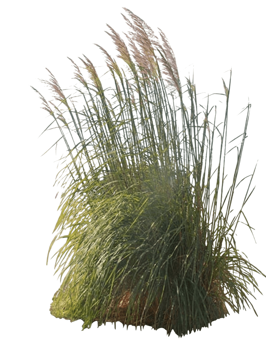 Northern Pampas Grass (Tripidium Ravennae Var. Ravennae) - Grasses