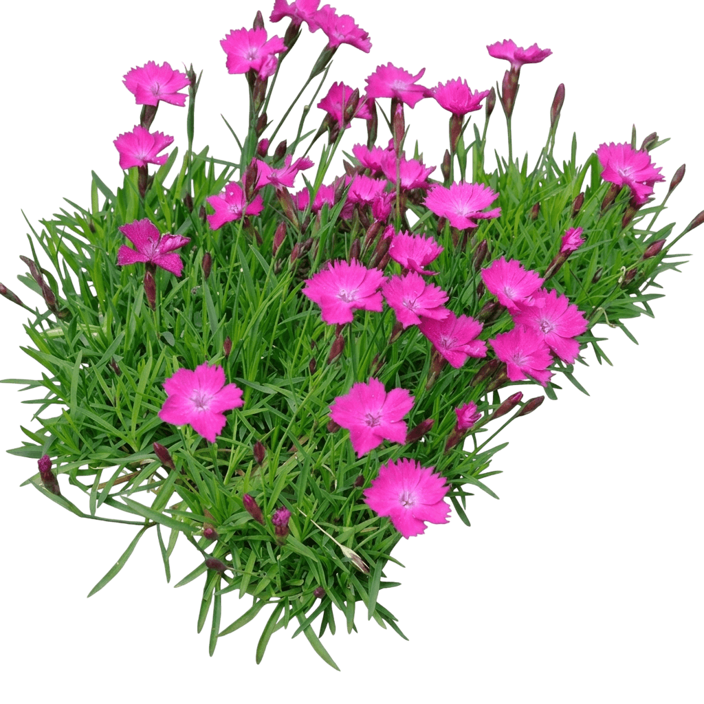 Kahori® Pink Garden Pinks (Dianthus Kahori Pink 'Hobeakapink') - Perennials