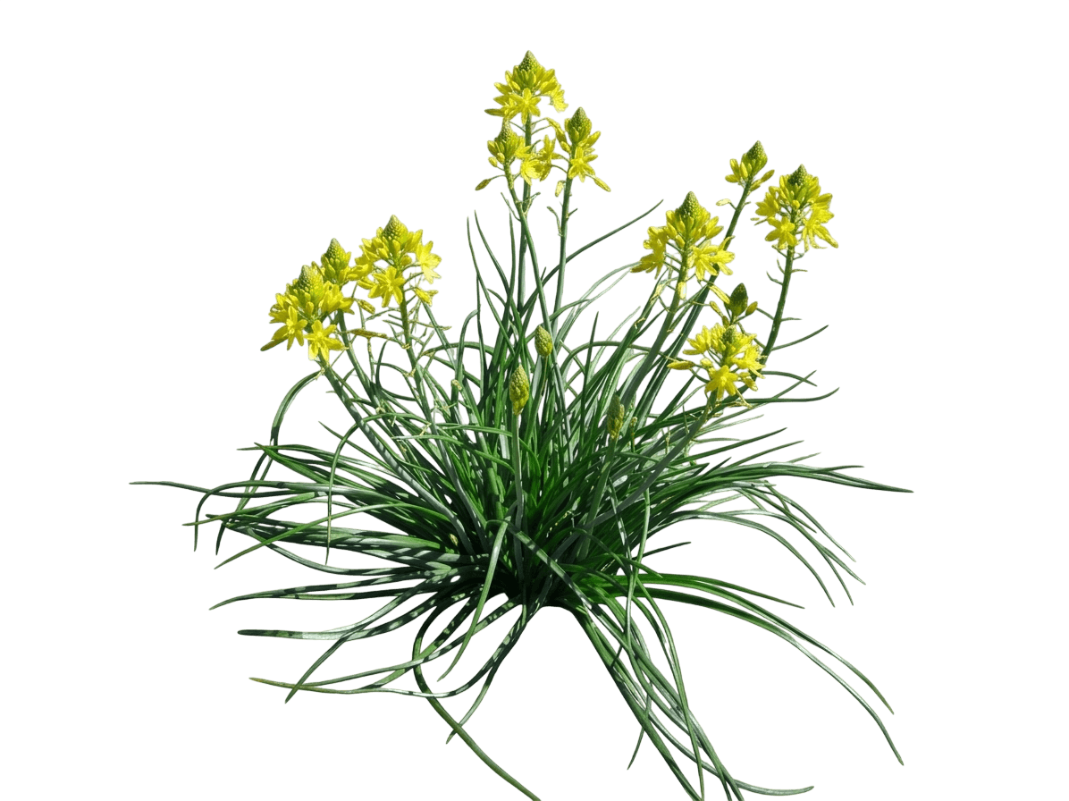Golden Lily (Bulbine Bulbosa) - Ground Layers