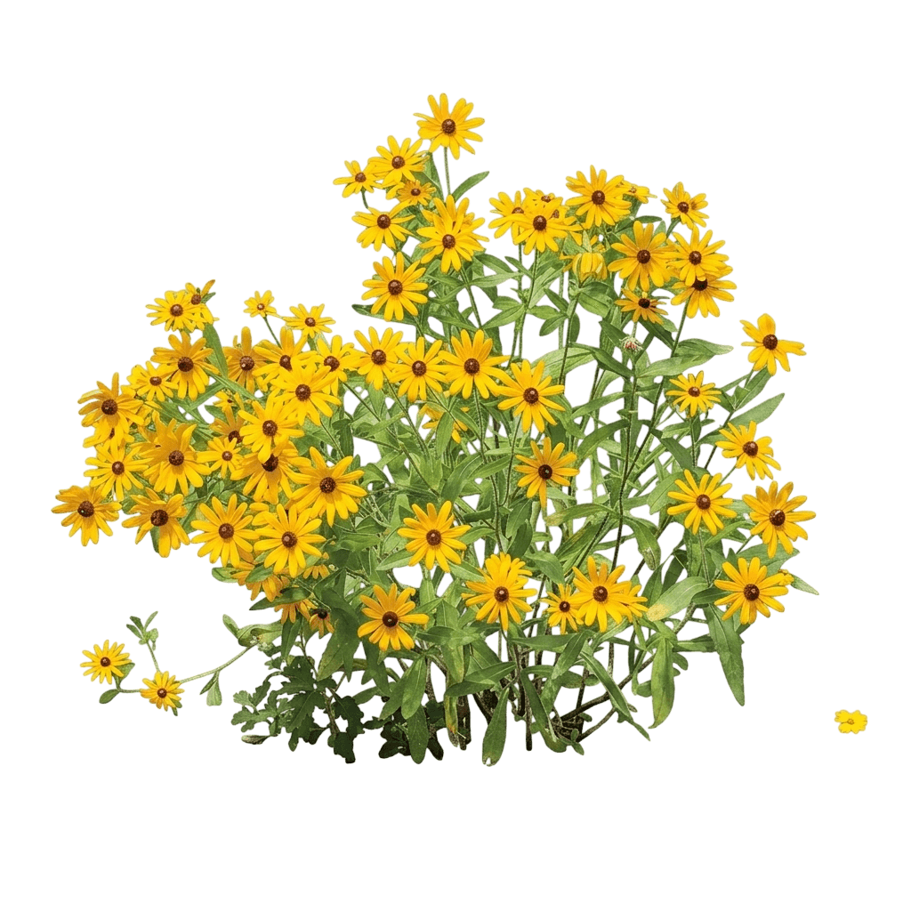 Sunbeckia Stella Black-Eyed Susan (Rudbeckia Hirta 'Stella') - Perennials