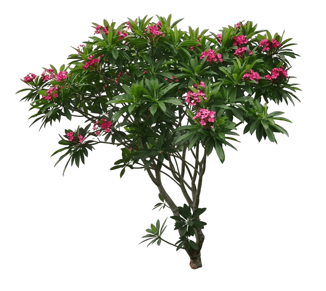 Dark Pink (Plumeria 'Dark Pink') - Flowering Trees