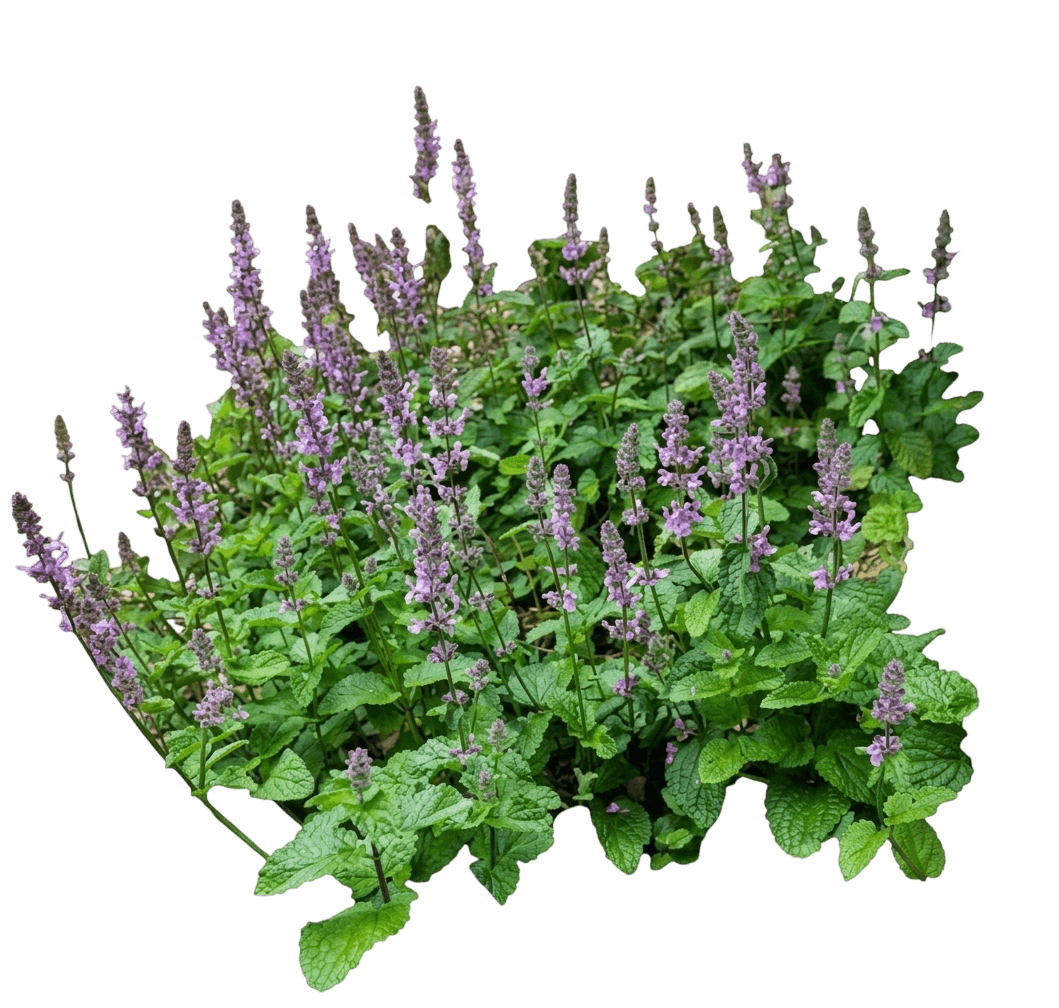 hedge nettle (Stachys Bullata) - Perennials