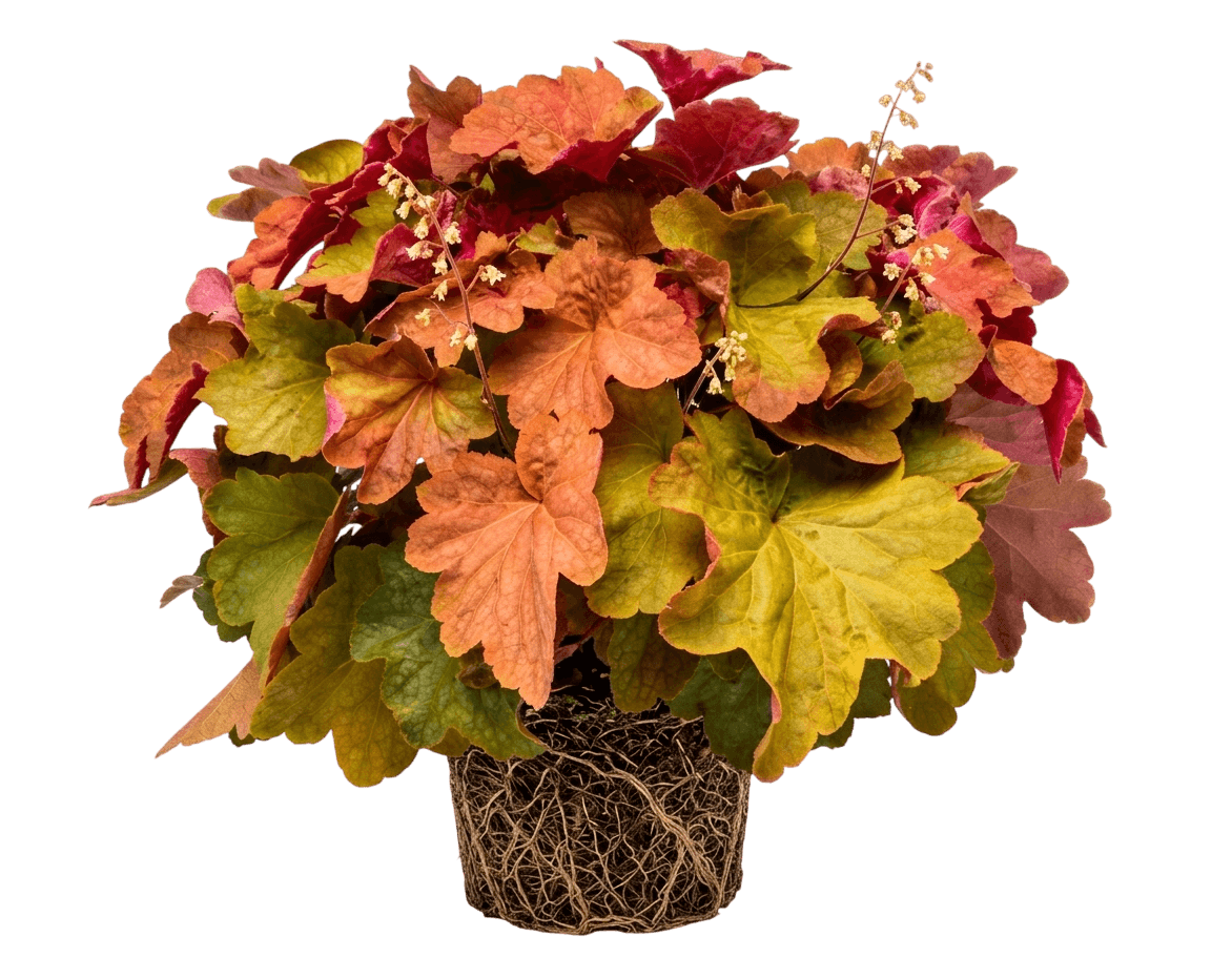 Big Top Caramel Apple Coral Bells (Heuchera X Villosa 'Big Top Caramel Apple') - Perennials