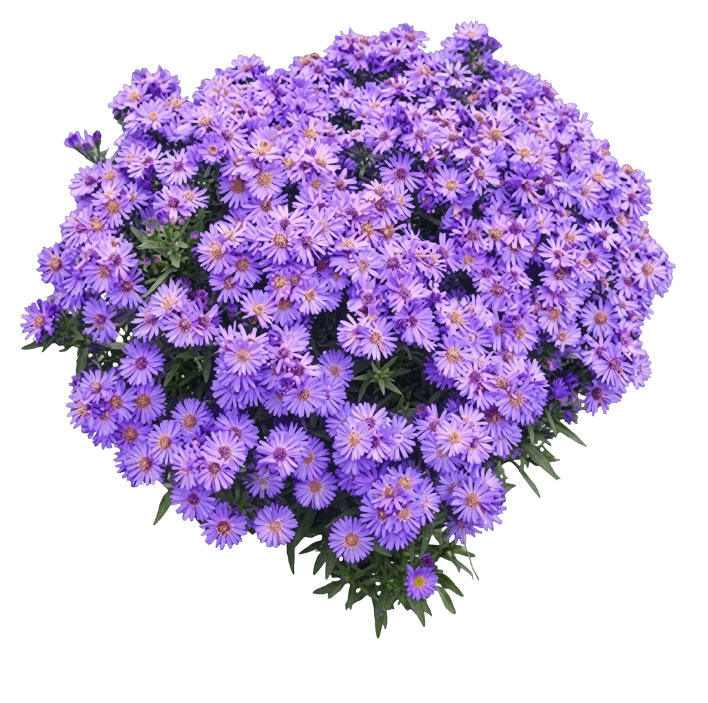 Aster, Wood'S Blue (Aster X Dumosas S Blue 'Wood') - Perennials