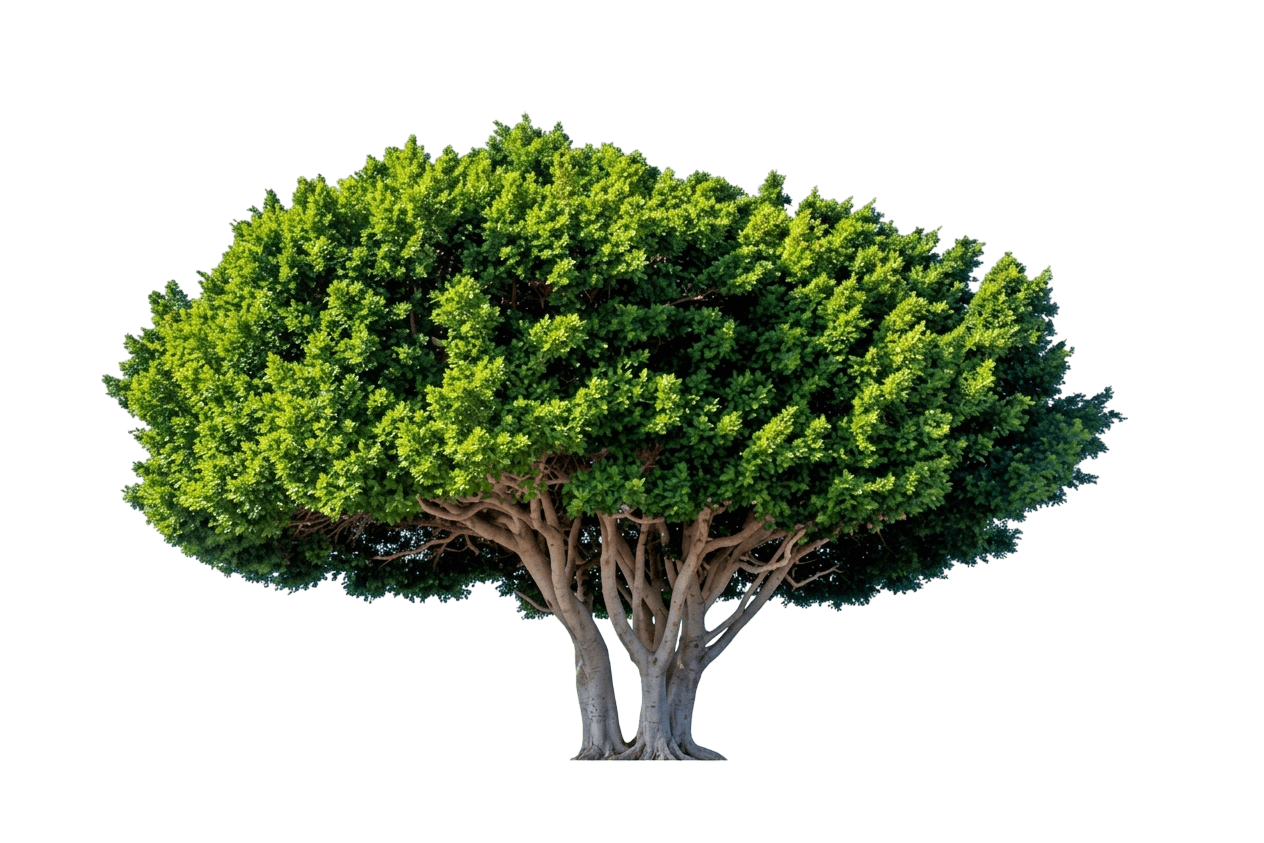 Weeping Fig (Ficus Microcarpa Hillii) - Evergreen Trees