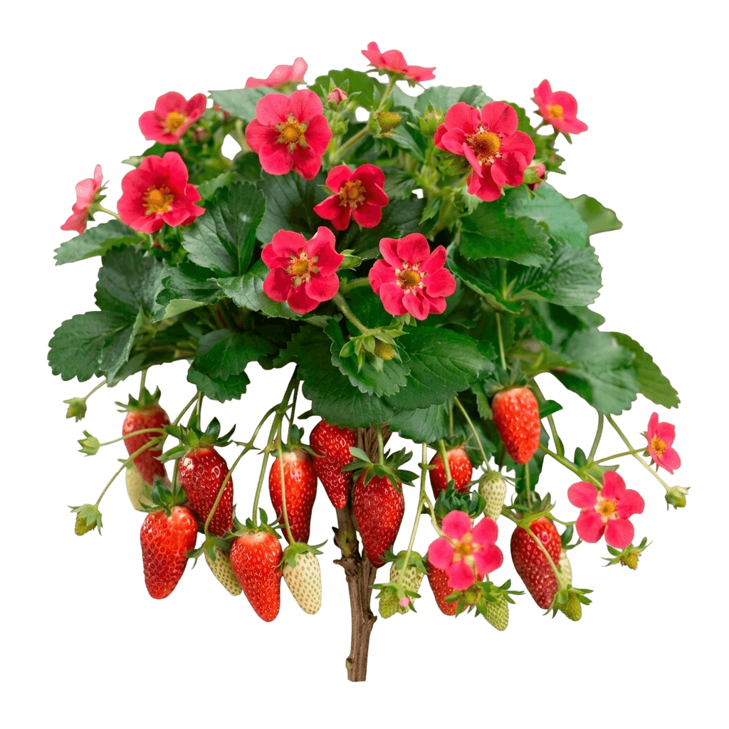 Eclair Strawberry (Fragaria × Ananassa 'Eclair') - Perennials