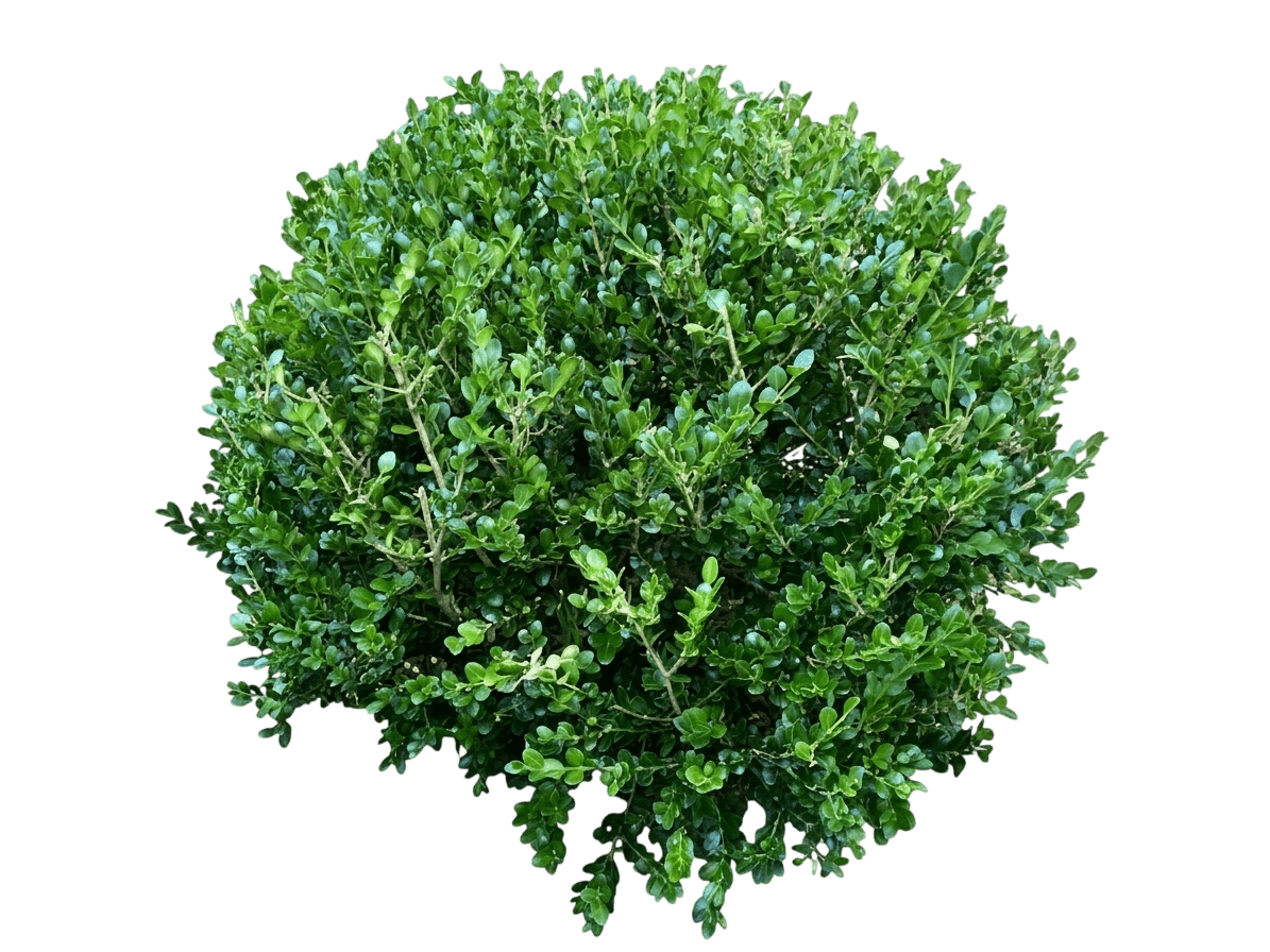 Dwarf Boxwood 'Franklin' (Buxus Sinica S Gem Var. Insularis 'Franklin') - Ground Layers