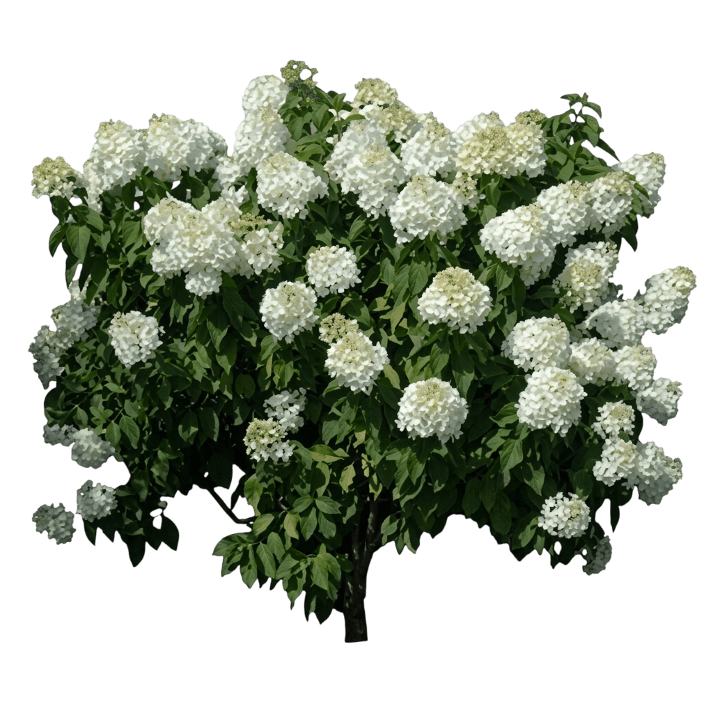 Phantom Hydrangea Standard (Tidal Wave) (Hydrangea Paniculata Tidal Wave 'Phantom') - Flowering Trees