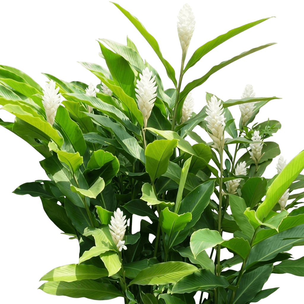 White Cone Ginger (Alpinia Purpurata 'Alba') - Perennials