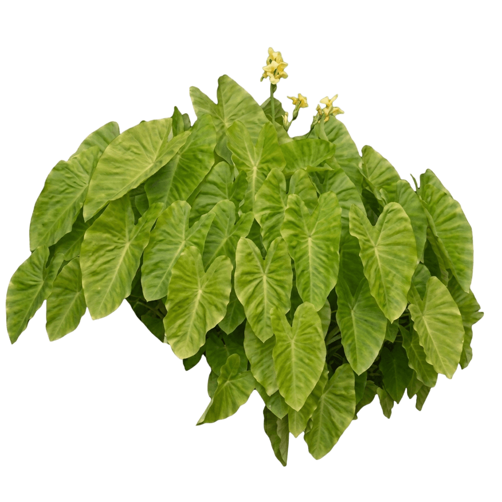 Royal Hawaiian® Maui Gold Elephant Ear (Colocasia Esculenta Var. Esculenta 'Maui Gold') - Perennials