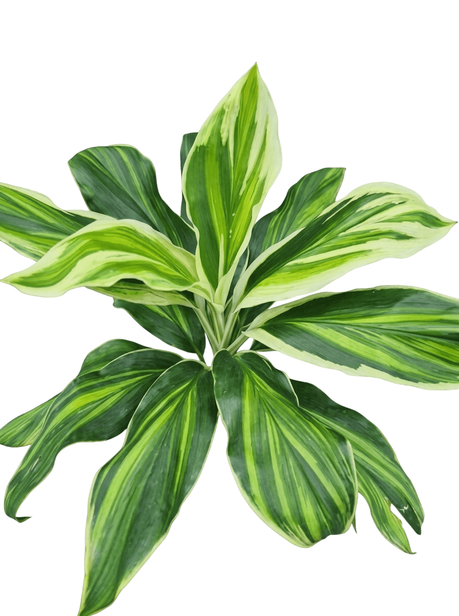 Tropic Snow (Cordyline 'Tropic Snow') - Ground Layers