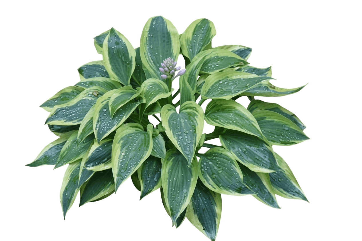 Wolverine Hosta (Hosta 'Wolverine') - Perennials