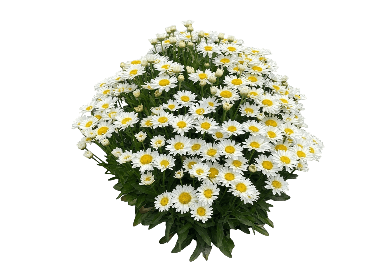 Shasta Daisy, 'Madonna' (Leucanthemum X Superbum 'Madonna') - Perennials