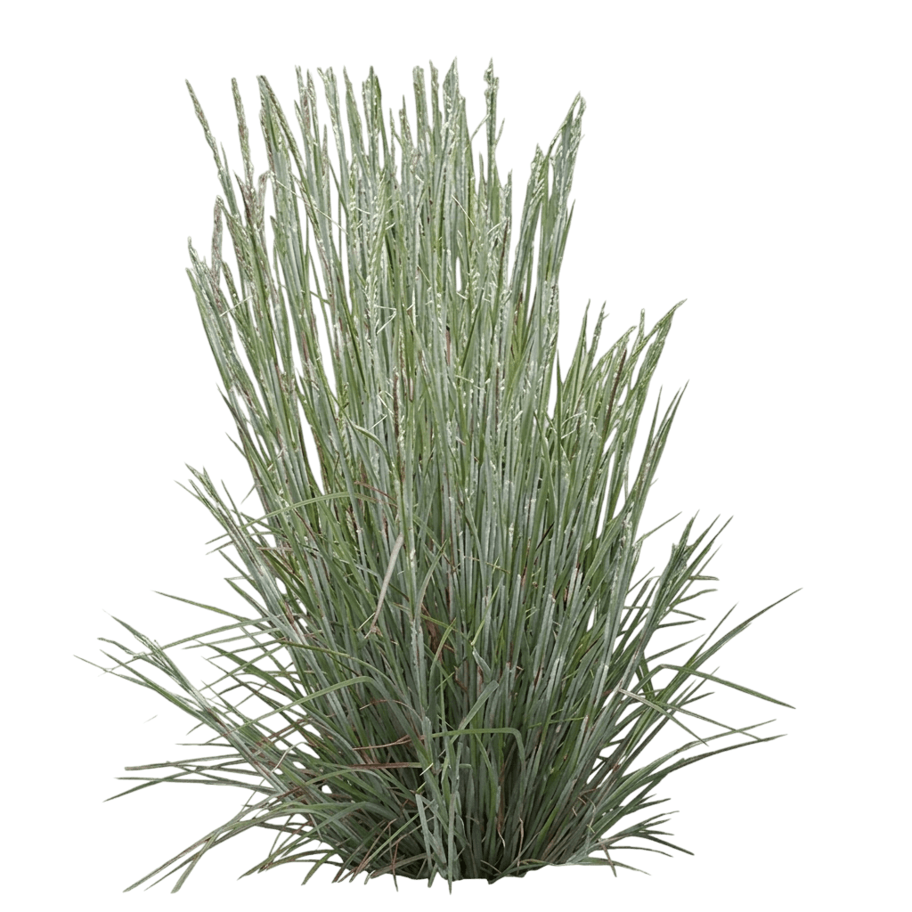 Ha Ha Tonka Little Bluestem Grass (Schizachyrium Scoparium Pp32374 Var. Scoparium 'Ha Ha Tonka') - Grasses