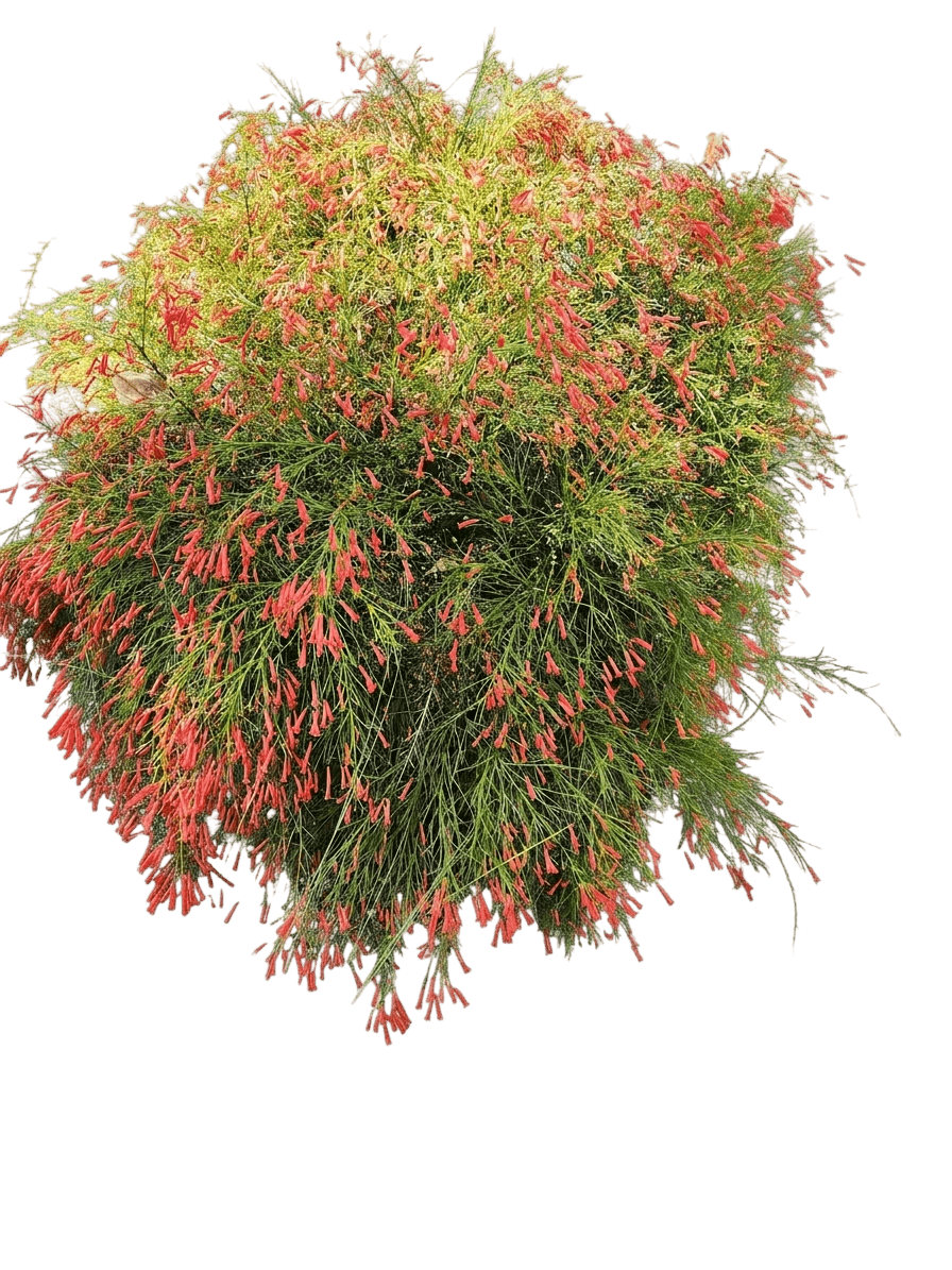 Firecracker (Russelia Equisetiformis Red 'Firecracker') - Ground Layers