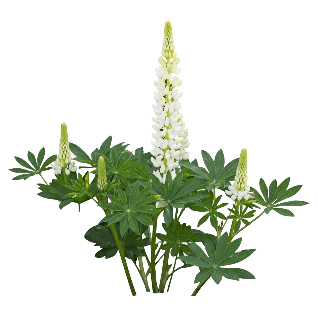 altramuz perenne (Lupinus Polyphyllus 'Lupini Mix') - Plantas perennes