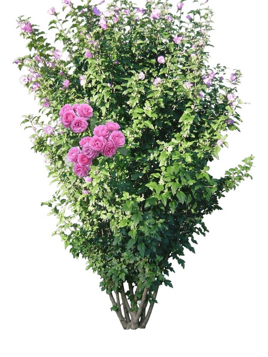 Eau de Parfum Berry rose (Rosa 'Noa11356') - Ground-layer plants