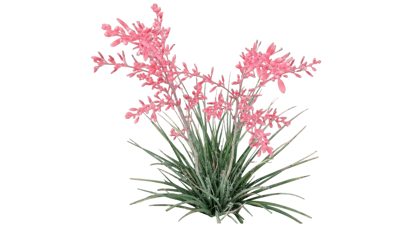 Little Giant Hesperaloe (Hesperaloe Funifera × Hesperaloe Parviflora 'Little Giant') - Succulents