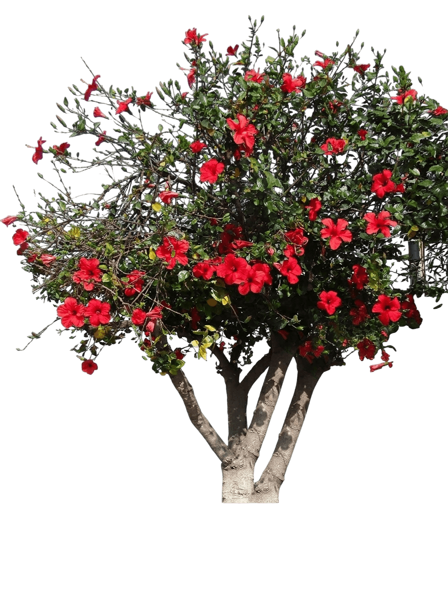 Hollywood Hibiscus™ Hot Shot™ (Hibiscus Rosa-Sinensis Var. Rosa-Sinensis 'Hot Shot') - Shrubs