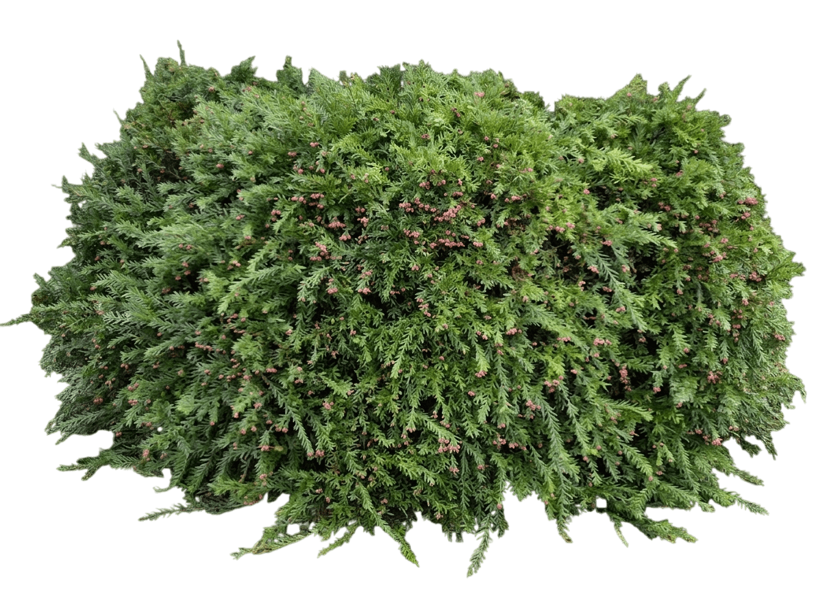 John Evans (Grevillea 'John Evans') - Ground Layers